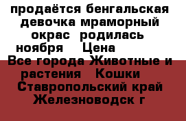 продаётся бенгальская девочка(мраморный окрас).родилась 5ноября, › Цена ­ 8 000 - Все города Животные и растения » Кошки   . Ставропольский край,Железноводск г.